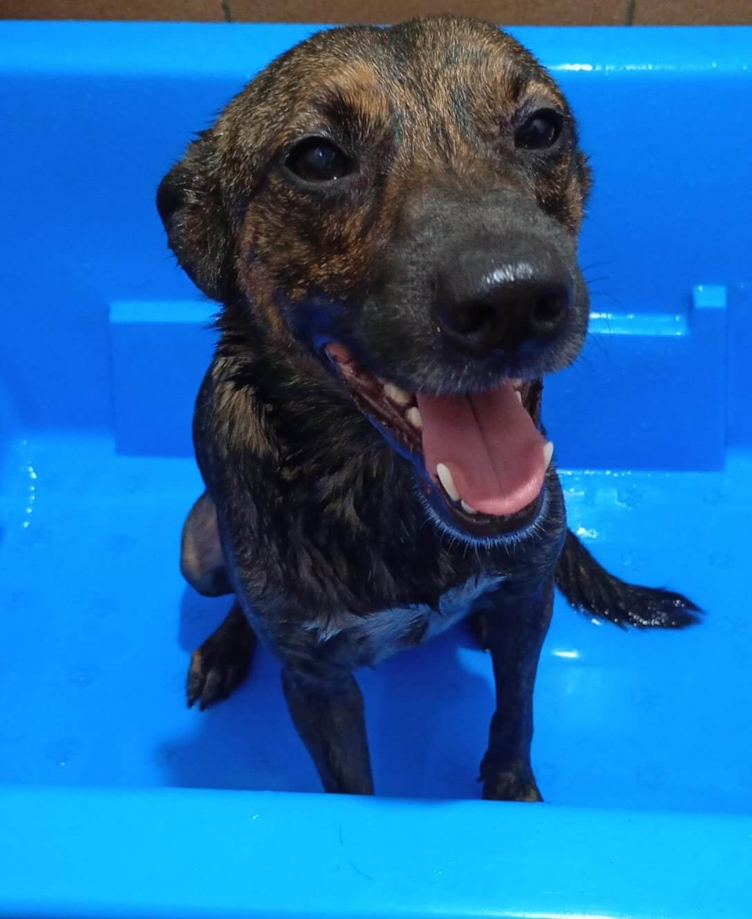 Justin, cão para adoção