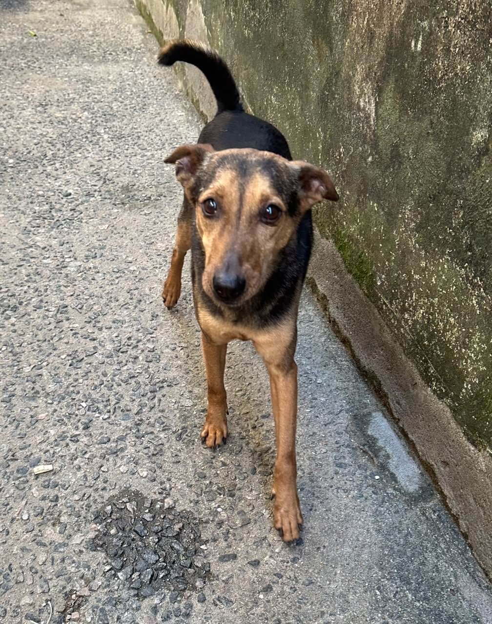 Pelé, cão para adoção
