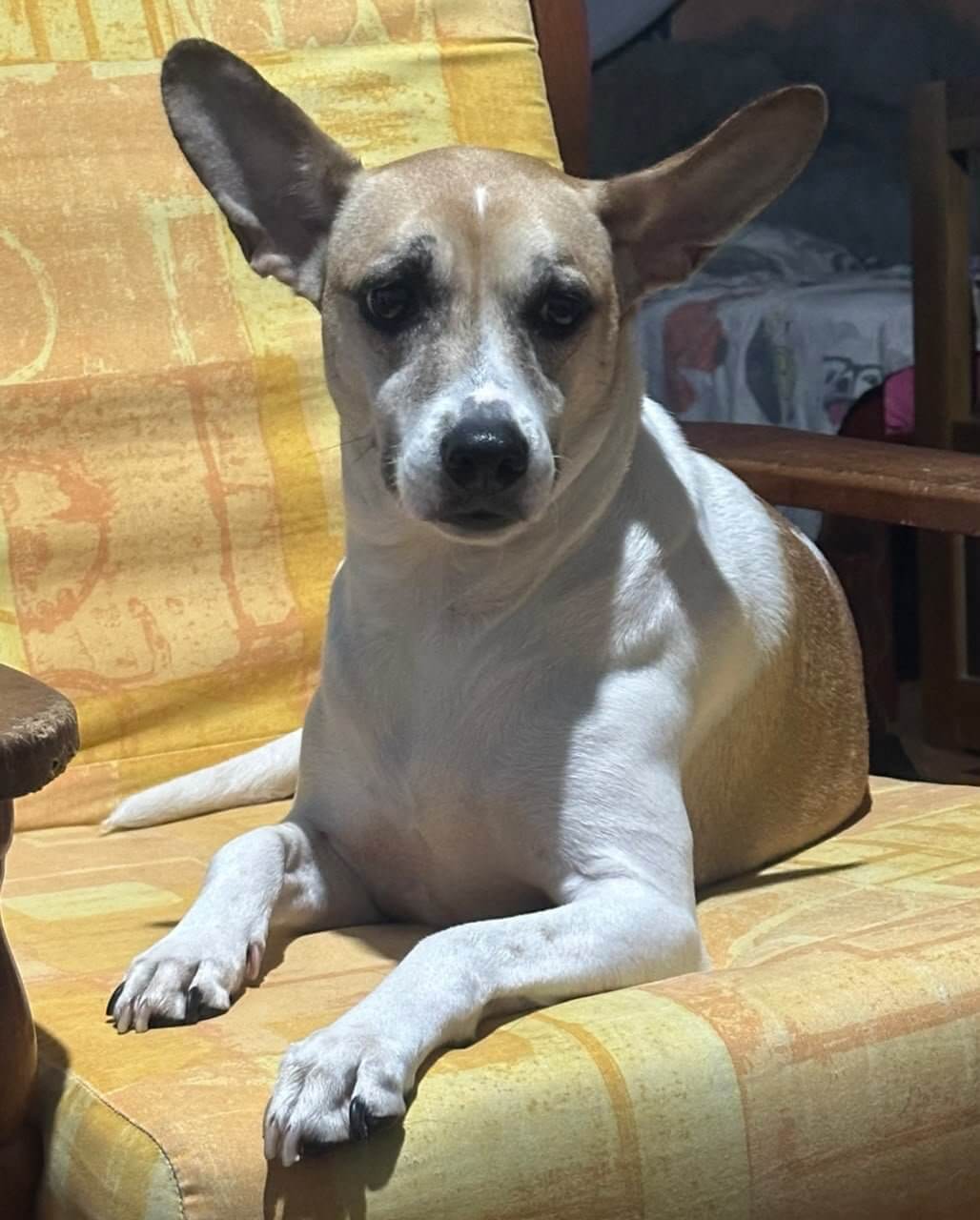 Selena, cadela para adoção