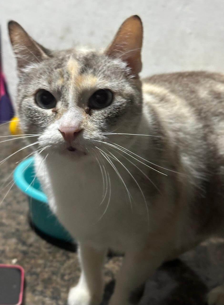 Yuka, gata para adoção
